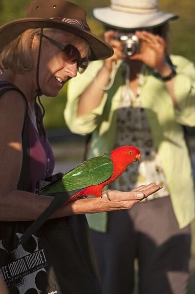King Parrot Alisterus scapularis male being fed at O Reillys Lamington NP Queensland