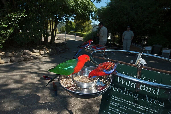 King Parrot and Crimson Rosella at O Reillys feeding station in Lamington NP Queensland