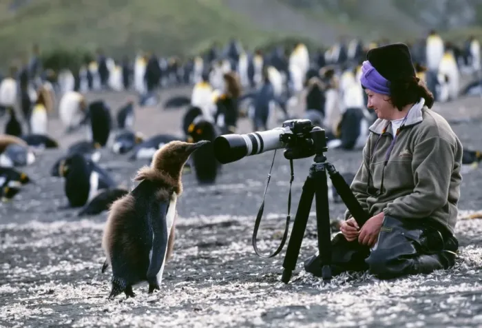 Framed Print : King Penguin, Aptenodytes patagonicus, chick looking at tourist, on beach, Gold Harbour