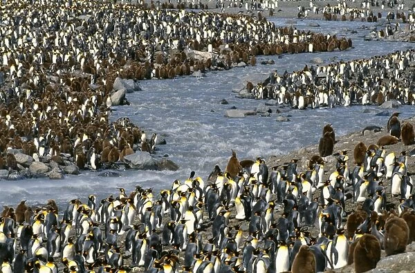 King Penguin, Aptenodytes patagonicus, colony along edge of meltwater stream, St Andrews Bay