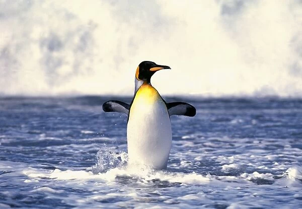 King Penguin, Aptenodytes patagonicus, walking ashore, St Andrews Bay, South Georgia