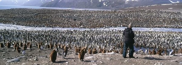 King Penguin, Aptenodytes patagonicus, colony and tourist, St Andrews Bay, South Georgia