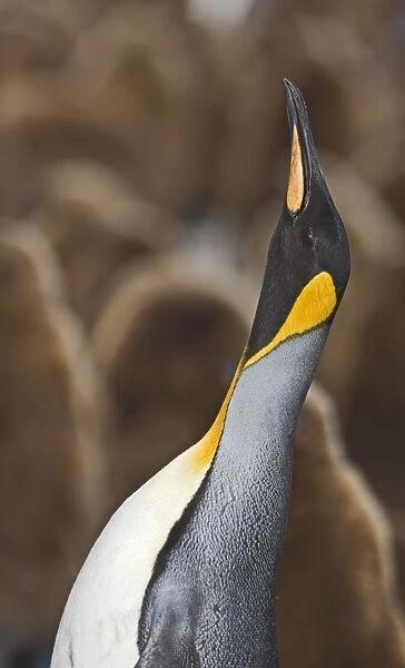 King Penguin Aptenodytes patagonicus adult calling Gold Harbour South Georgia November