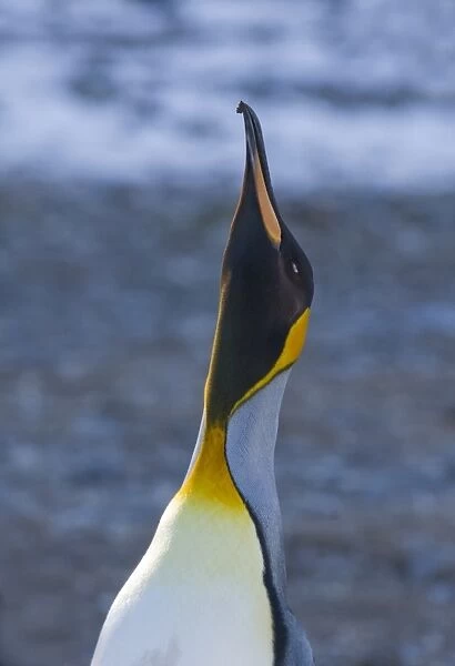 King Penguin Aptenodytes patagonicus adult calling (trumpeting) Gold Harbour South