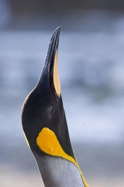 King penguin Aptenodytes patagonicus bugling (calling) Fortuna Bay South Georgia