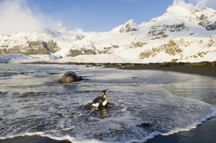 Framed Print : King Penguin Aptenodytes patagonicus and bull Elephant Seal at Golf Harbour South