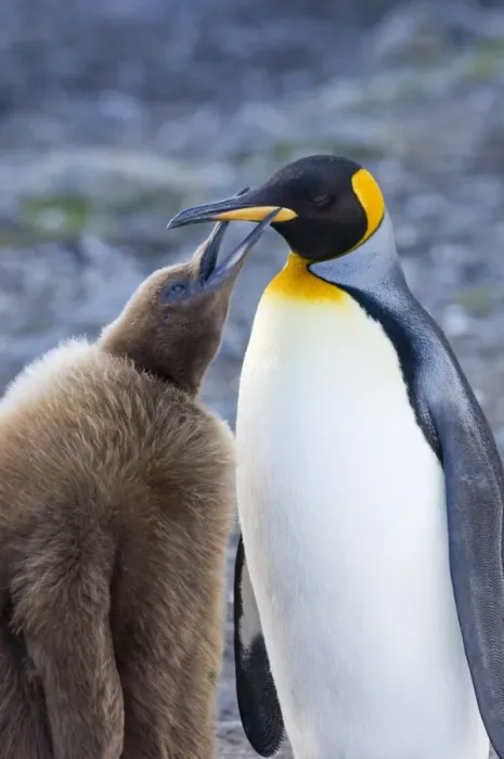 Framed Print : King Penguin Aptenodytes patagonicus chick begging for food Gold Harbour South Georgia