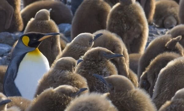 King Penguin Aptenodytes patagonicus chicks Gold Harbour South Georgia November