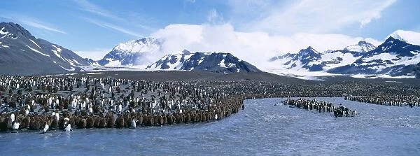 King Penguin, Aptenodytes patagonicus, colony, at mouth of glacial meltwater stream