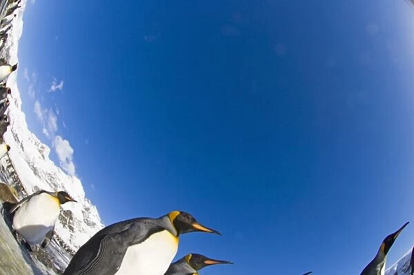 King Penguin Aptenodytes patagonicus colony Fortuna Bay South Georgia