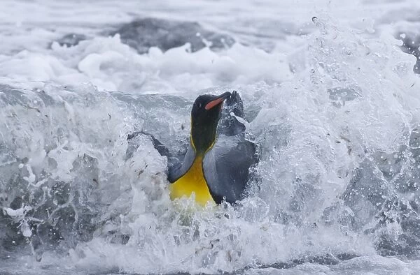 King Penguin Aptenodytes patagonicus coming ashore in surf Gold Harbour South Georgia