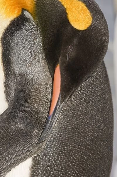 King Penguin Aptenodytes patagonicus dozing Gold Harbour South Georgia November