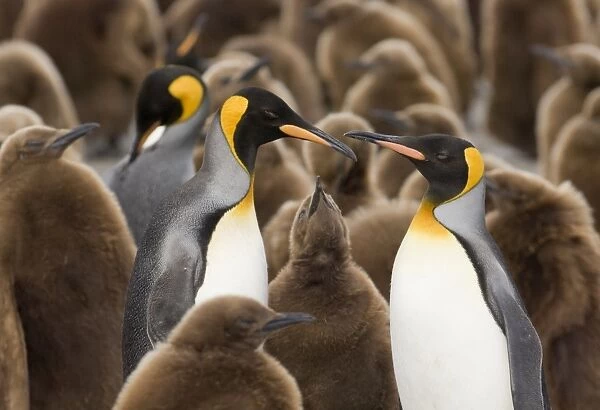 King Penguin Aptenodytes patagonicus family amongst colony Gold Harbour South Georgia
