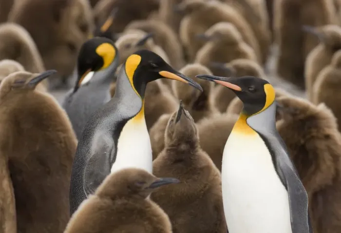 Framed Print : King Penguin Aptenodytes patagonicus family amongst colony Gold Harbour South Georgia Framed Print : King Penguin Aptenodytes patagonicus family amongst colony Gold Harbour South Georgia