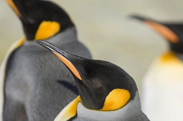 King Penguin Aptenodytes patagonicus Gold Harbour South Georgia November