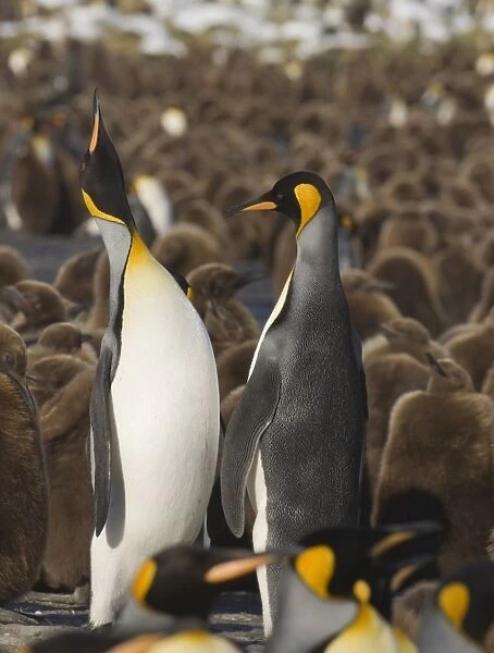 King Penguin Aptenodytes patagonicus pair in courtship display Gold Harbour South