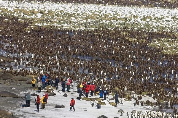 King Penguin colony Aptenodytes patagonicus and tourists from cruise ship Gold Harbour