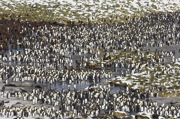 King Penguin colony Aptenodytes patagonicus Gold Harbour South Georgia November