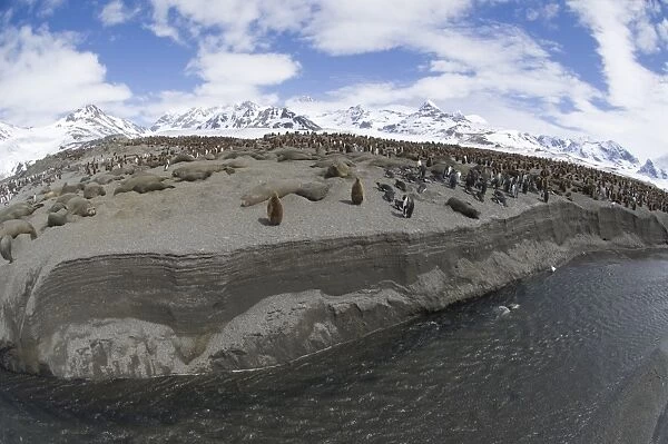 King Penguin colony Aptenodytes patagonicus St Andrews Bay South Georgia November