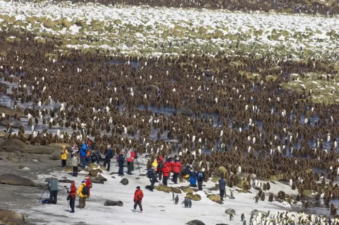 Framed Print : King Penguin colony Aptenodytes patagonicus and tourists from cruise ship Gold Harbour Framed Print : King Penguin colony Aptenodytes patagonicus and tourists from cruise ship Gold Harbour