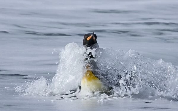 King Penguin coning ashore Aptenodytes patagonicus St Andrews Bay South Georgia November