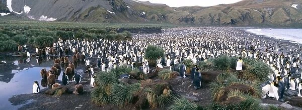 King Penguins, Aptenodytes patagonicus, colony at Gold Harbour, South Georgia, January