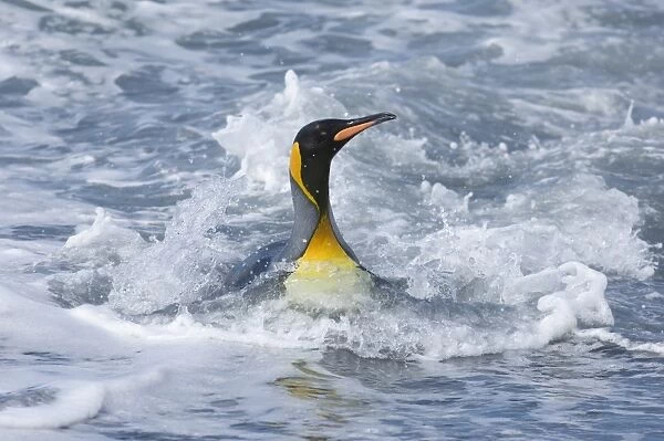 King Penguins Aptenodytes patagonicus adult coming ashore St Andrews Bay South Georgia
