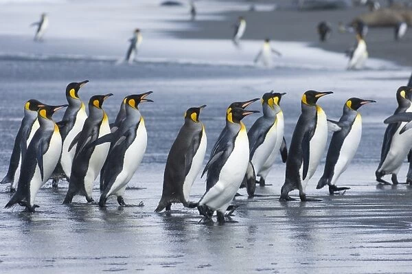 King Penguins Aptenodytes patagonicus adults coming ashore St Andrews Bay South Georgia