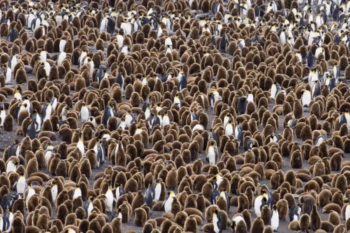 Framed Print : King Penguins Aptenodytes patagonicus colony at Royal Bay South Georgia November Framed Print : King Penguins Aptenodytes patagonicus colony at Royal Bay South Georgia November