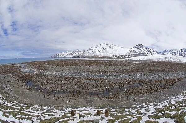 King Penguins Aptenodytes patagonicus colony St Andrews Bay South Georgia November
