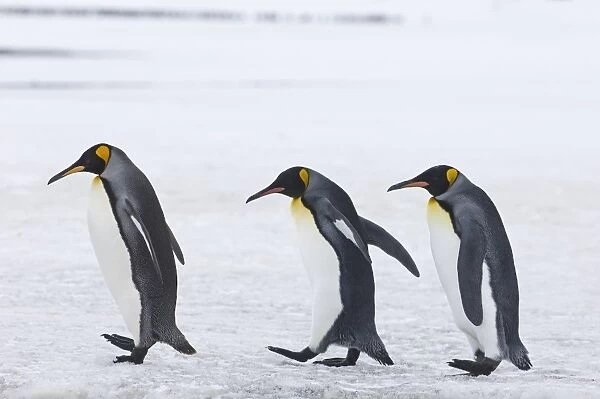 King Penguins Aptenodytes patagonicus Fortuna Bay South Georgia November