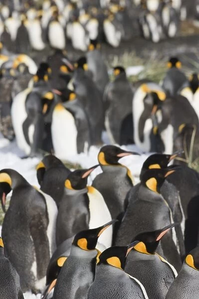 King Penguins Aptenodytes patagonicus Fortuna Bay South Georgia November
