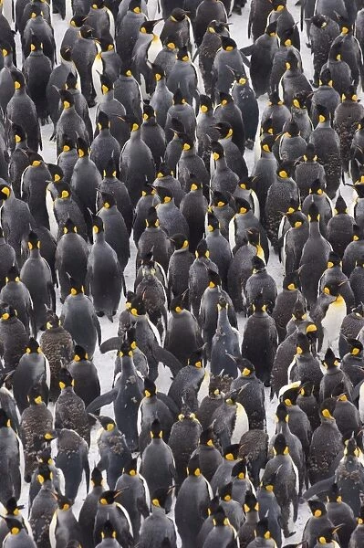 King Penguins Aptenodytes patagonicus huddled together during storm Right Whale Bay