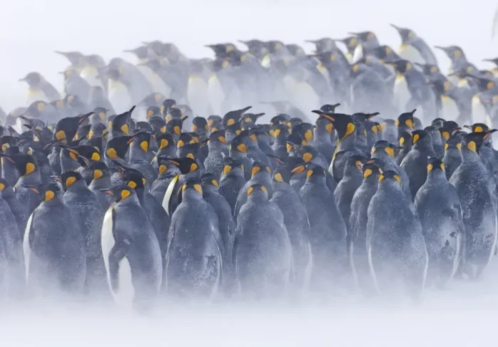 Framed Print : King Penguins Aptenodytes patagonicus huddled together during storm Right Whale Bay Framed Print : King Penguins Aptenodytes patagonicus huddled together during storm Right Whale Bay