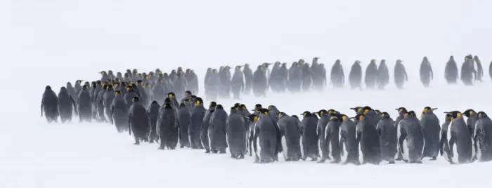 Framed Print : King Penguins Aptenodytes patagonicus huddled together during storm Right Whale Bay Framed Print : King Penguins Aptenodytes patagonicus huddled together during storm Right Whale Bay