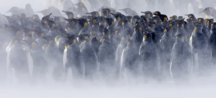 Framed Print : King Penguins Aptenodytes patagonicus huddled together during storm Right Whale Bay Framed Print : King Penguins Aptenodytes patagonicus huddled together during storm Right Whale Bay