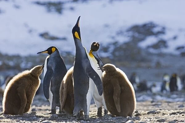 King Penguins Aptenodytes patagonicus pair in display Fortuna Bay South Georgia November