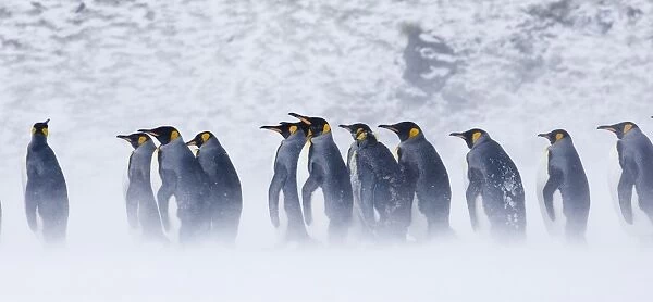 King Penguins Aptenodytes patagonicus Right Whale Bay South Georgia November