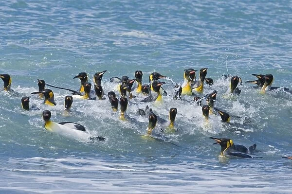 King Penguins Aptenodytes patagonicusgroup bathing St Andrews Bay South Georgia November