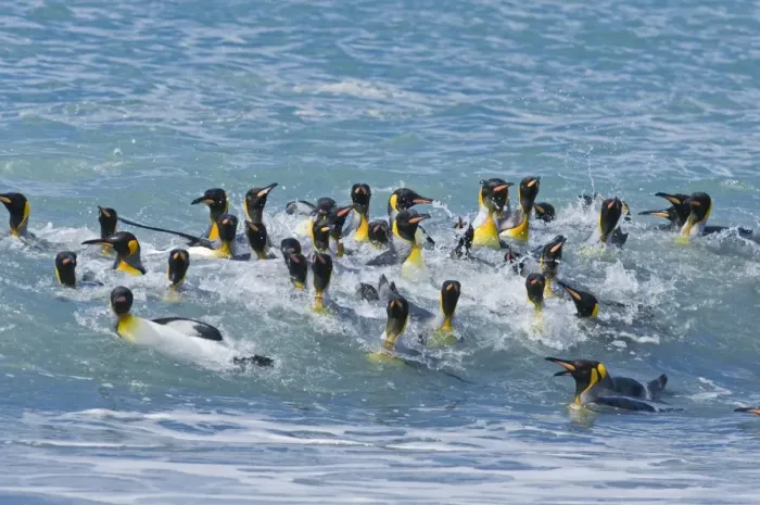 Framed Print : King Penguins Aptenodytes patagonicusgroup bathing St Andrews Bay South Georgia November Framed Print : King Penguins Aptenodytes patagonicusgroup bathing St Andrews Bay South Georgia November