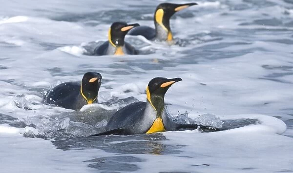 King Penguins coning ashore Aptenodytes patagonicus St Andrews Bay South Georgia November