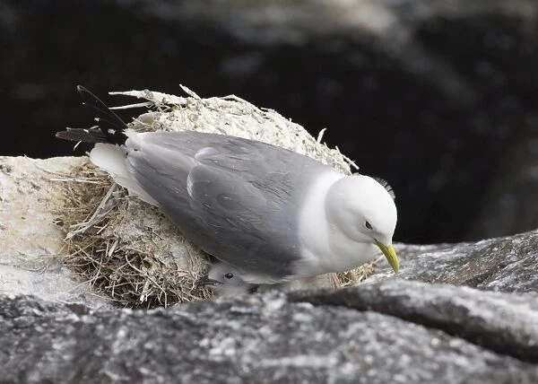 Kittiwake Rissa tridactyla adult and chick on cliffside nest Inner Farne farne Islands