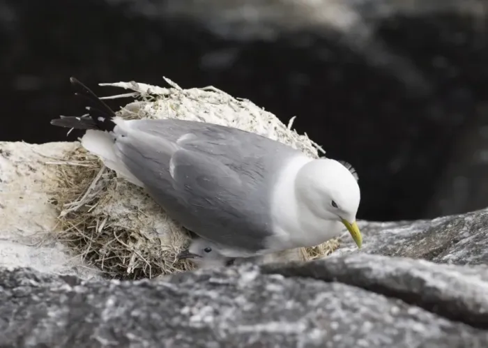 Framed Print : Kittiwake Rissa tridactyla adult and chick on cliffside nest Inner Farne farne Islands Framed Print : Kittiwake Rissa tridactyla adult and chick on cliffside nest Inner Farne farne Islands