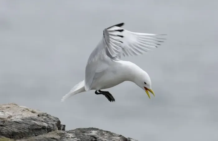 Framed Print : Kittiwake Rissa tridactyla coming in to land Inner Farne farne Islands Northumberland