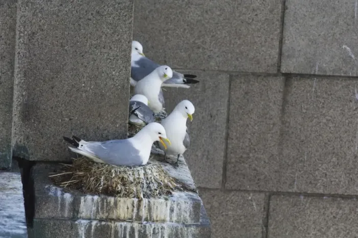 Framed Print : Kittiwakes Risa tridactyla on Tyne Bridge Newcastle City Centre