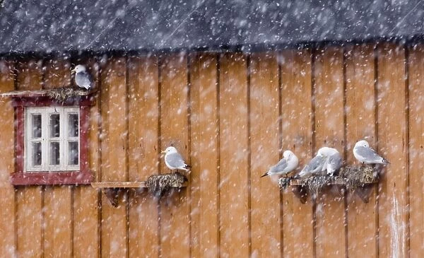 Kittiwakes Rissa tridactyla in blizzard, nesting on building in Vado Arctic Norway March