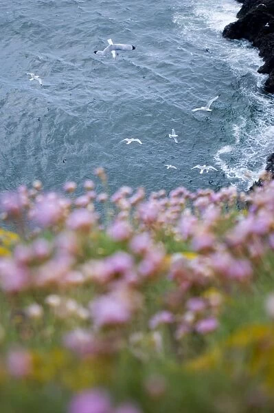 Kittiwakes and Thrift on cliff top Fowlsheugh RSPB reserve Scotland May