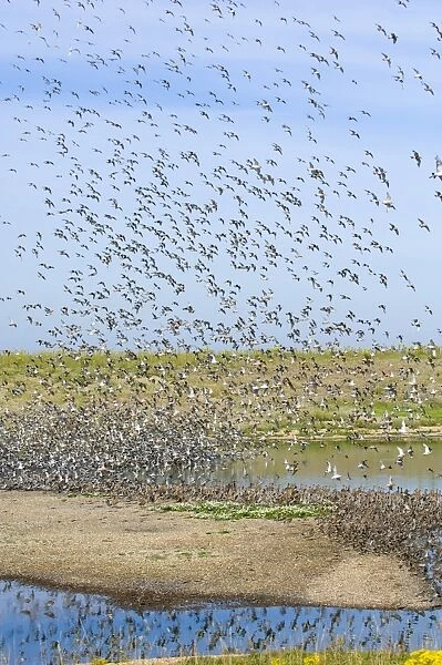 Knot calidris canutus arriving at high tide roost on island in gravel pit at Snettisham