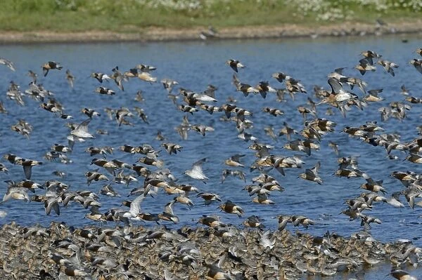 Knot Calidris canutus arriving at high tide roost on pits at Snettisham RSPB Reserve