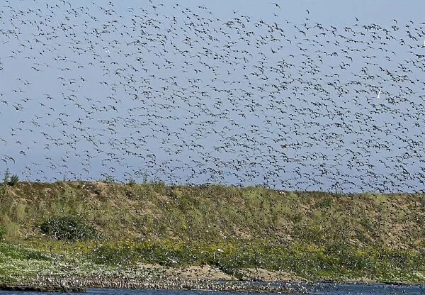 Knot Calidris canutus arriving at high tide roost on pits at Snettisham RSPB Reserve